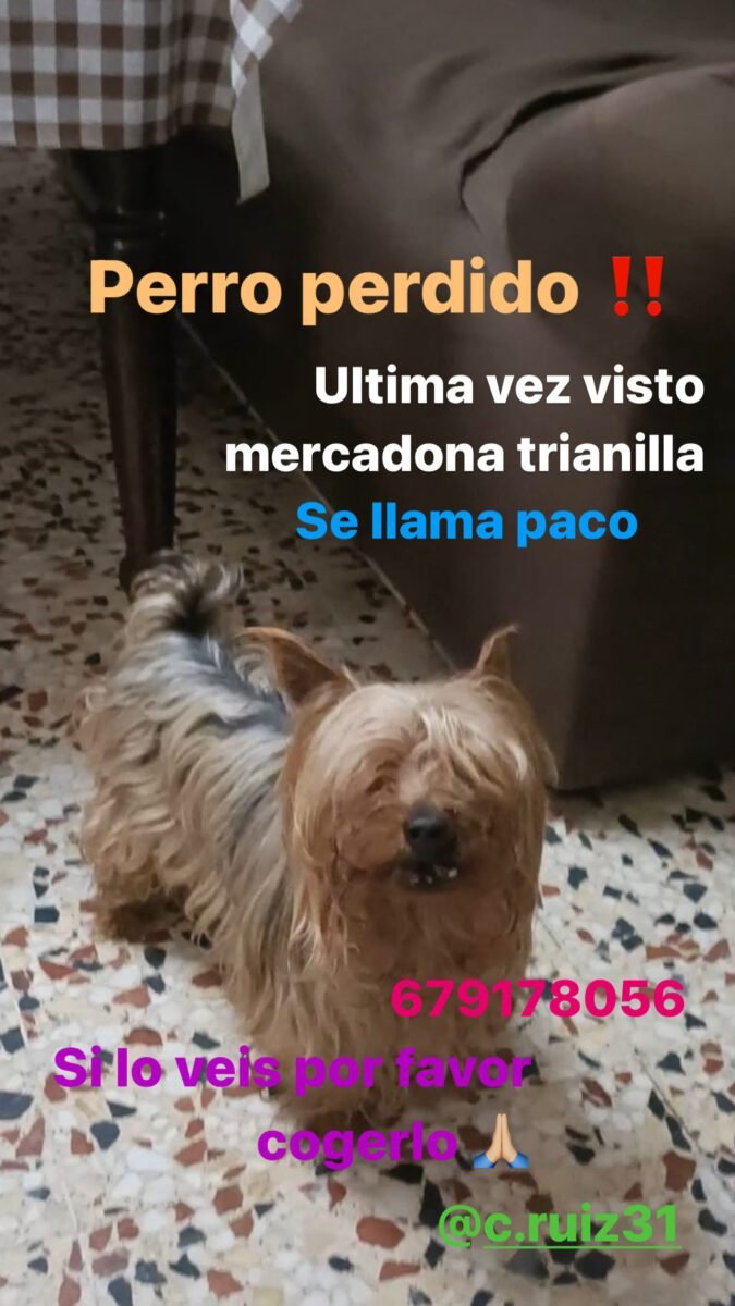 Perro perdido