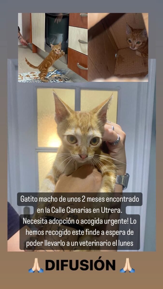 Gatito encontrado