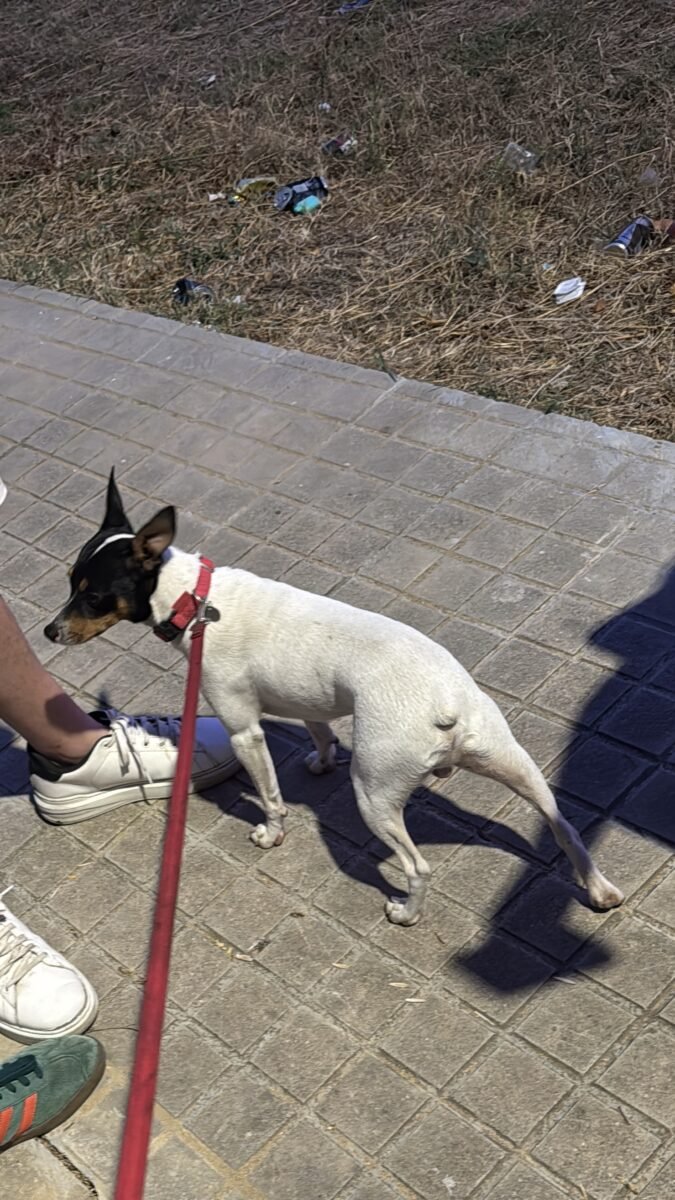 Perro bodeguero perdido por la zona del cementerio
