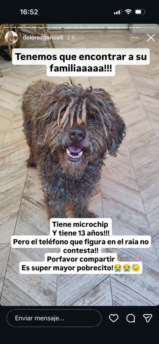 Perro de agua encontrado