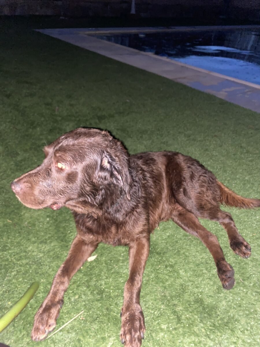 Labrado perdido en utrera