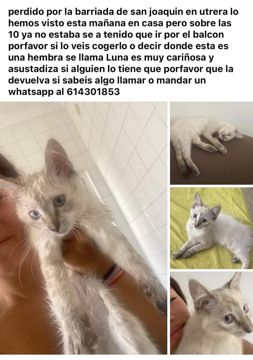 Gato perdido