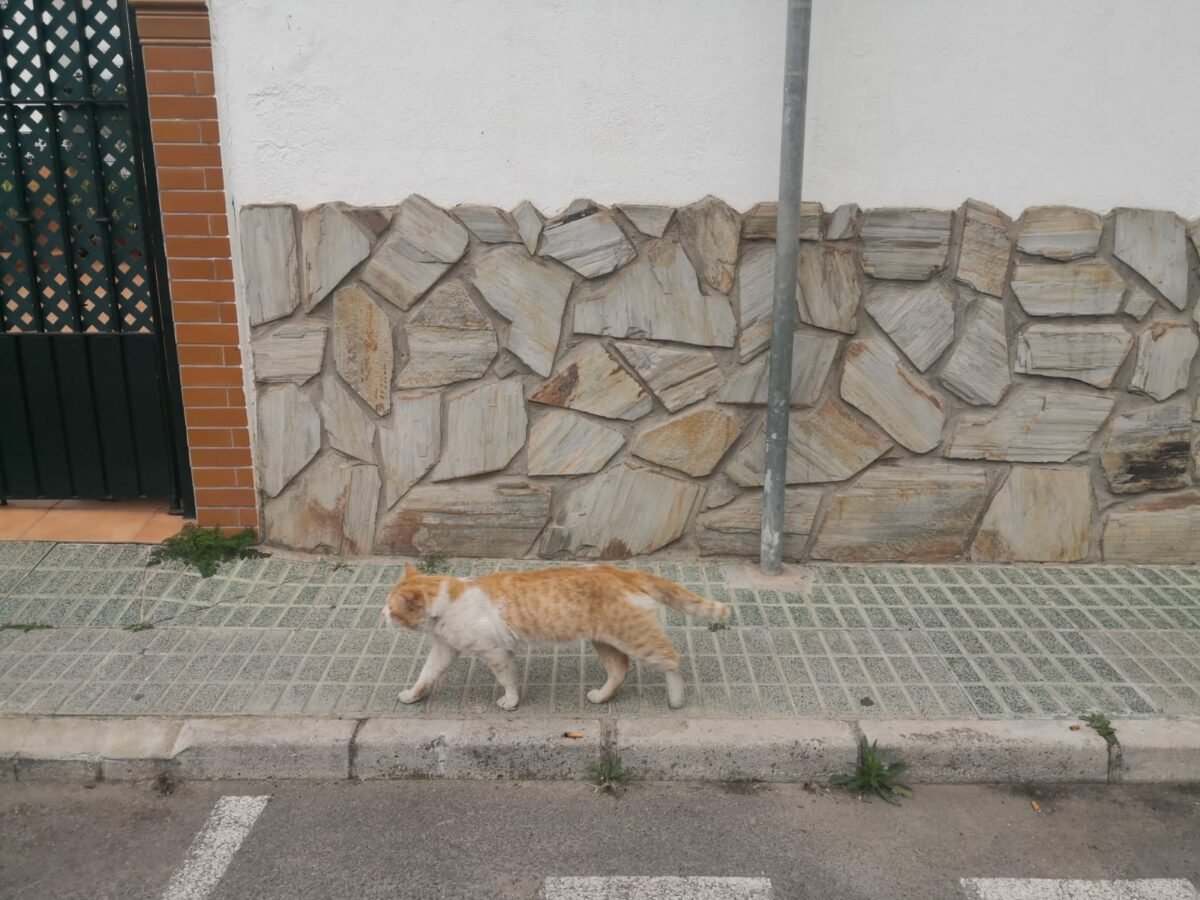 Gato macho sin castrar