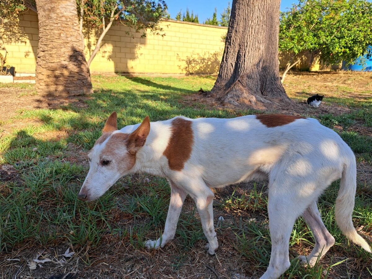 Perro podenco encontrado en Don Pablo