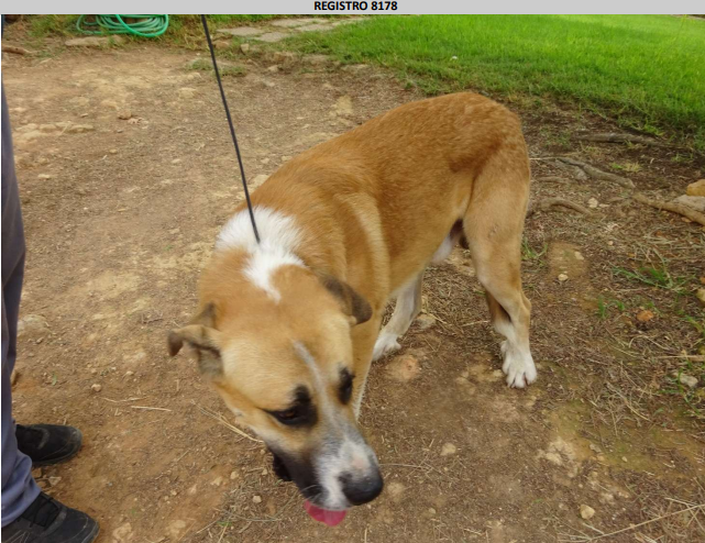 ¡Necesito un hogar! N.º 8178