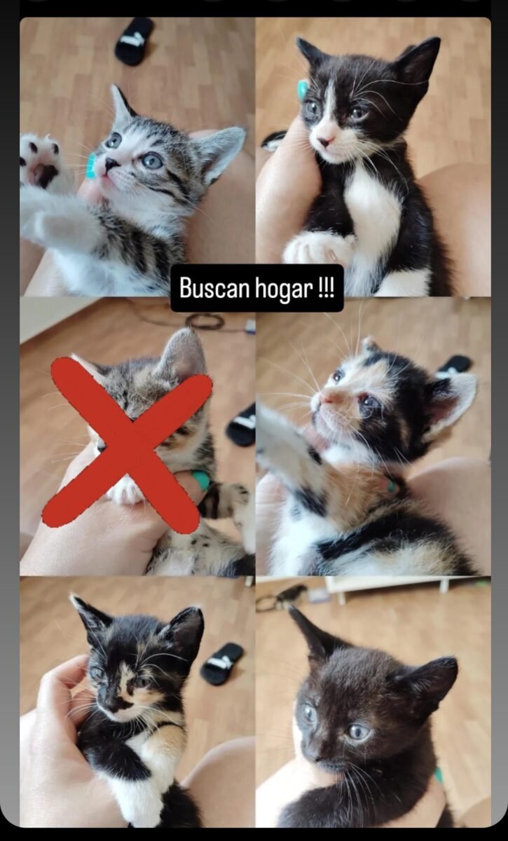 Necesitan hogar