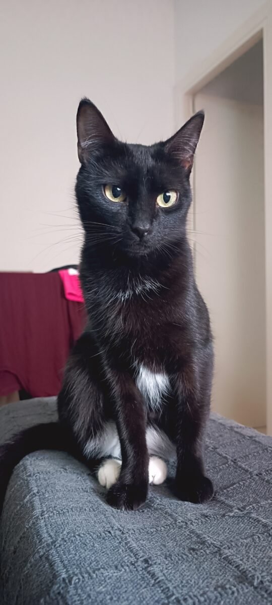 GATITA OREO PERDIDA