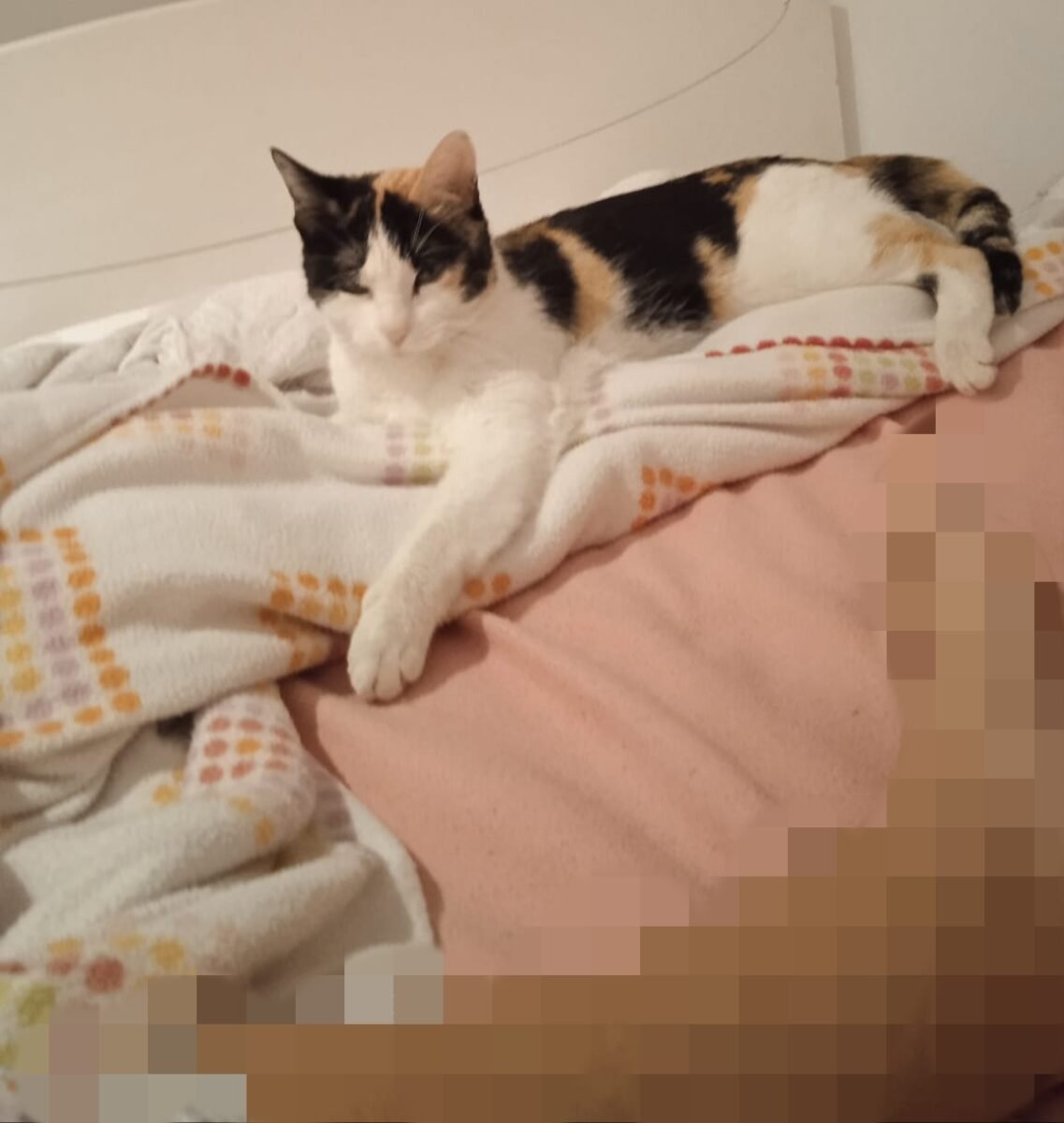 Martirio gata perdida