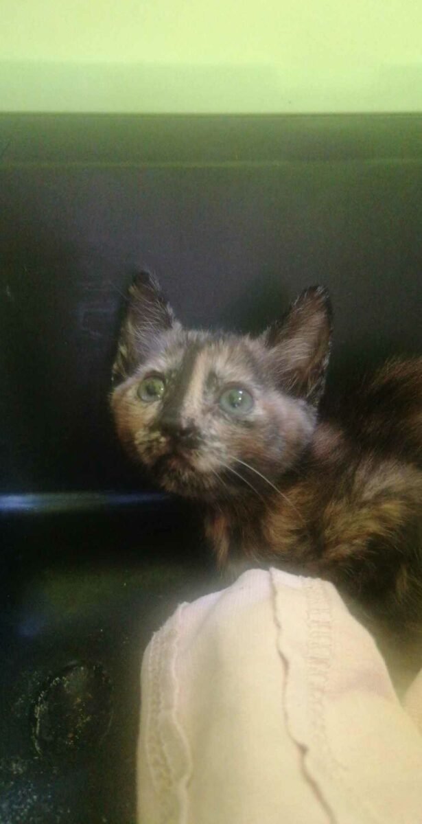 Gatita dos meses
